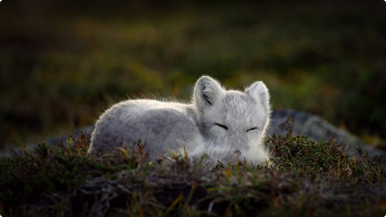 睡着的北极狐4k壁纸 Tg桌面